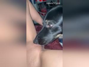 Zoophilia video: submissive dog and dominant woman