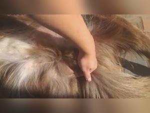 Bestiality sex videos featuring dogs