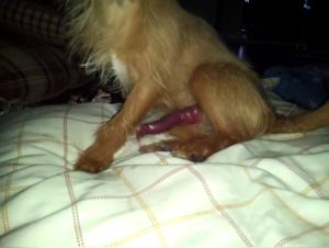 Bestialidad: una mujer y su perro en un impactante video