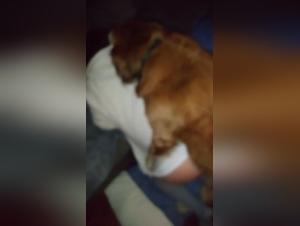 Unexpected meeting with a dog: A zoophilia video not to be missed