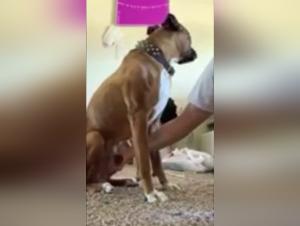 Dog sex video: a woman and her pet