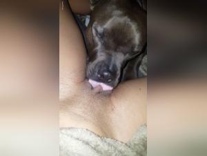 Lick Time: A New Perspective on Bestiality and Dog Sex Videos