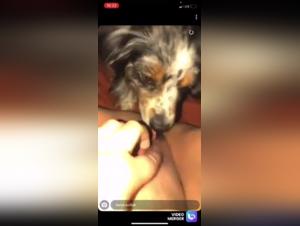 Bestiality Sex Video: Dog Licking Deep