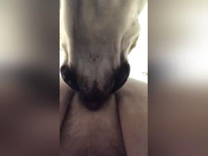 BBW woman and her dog: an extreme zoophilia video