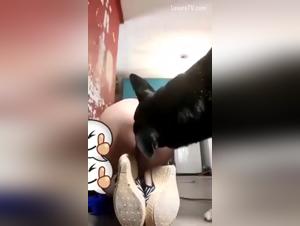 Animalistic Lust Unleashed: XvideosZoo's Extreme Content