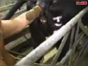 MBS in shocking bestiality scene