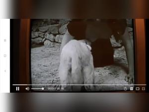 Forbidden Passion: Man and His Goat