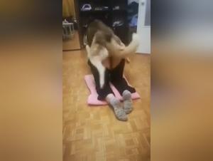 High quality zoophilia videos