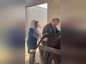 Unusual Encounter: Woman and Cow