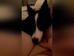 Naughty women and dogs: shocking bestiality sex videos