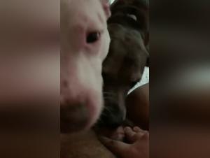 Artzoo: Explorando el Petlust en el Arte