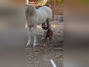 Cum con perro y amigos: Filme extremo de sexo hardcore