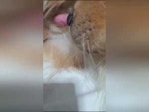 Untamed Desires: Tickzoo Exposed