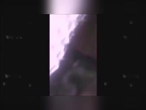 Forbidden Encounter: An Intense Bestiality Experience