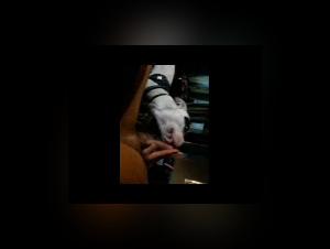 Dog submissive to his mistress: a video of bestial zoophilia