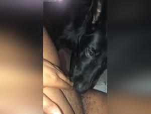 Bestiality sex video with a naughty dog