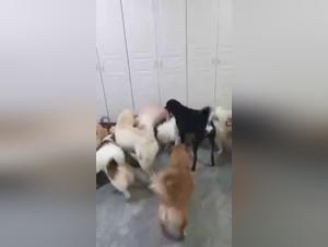 Exploring Zootaboo: Ethics and Desires