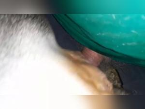 female dog sex videos