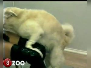 Bestial Video: An Extreme Sexual Experience