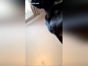 Unveiling Forbidden Animal Desires