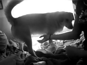 Hardcore Bestiality Videos Compilation