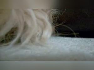 Bestiality and zoophilia: a woman subdues her dog