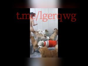 Chinese woman subjected to canine gangbang