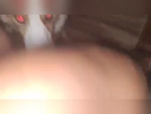 canine beastality art