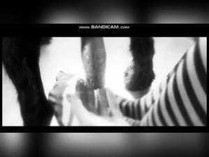 Bestiality Video: An Extreme Experience