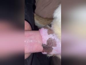 woman dog wife family