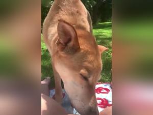 Donna e cane in un parco pubblico