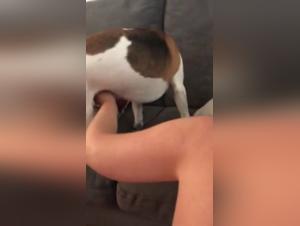 Bestiality sex videos with dogs and animals