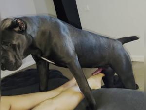 Forbidden dating: sex with a dog