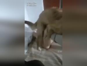 Exclusive bestiality videos