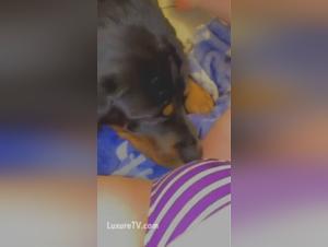 female dog in heat in a zoophilia video