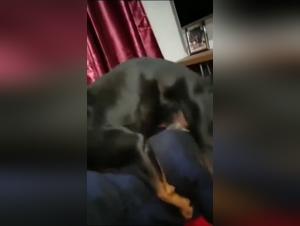 bestiality video zoo filia