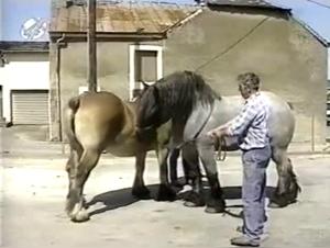 zoofiliaxxx hd videos