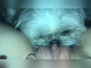 Dog Sex Videos: Explore Your Most Forbidden Fantasies