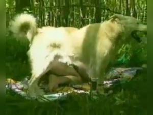 A Wild Encounter in the Forest