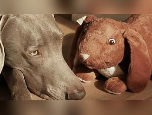 Mature woman and her dog in a zoophilia scene