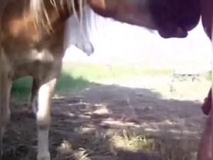 Bestial encounter: woman and horse