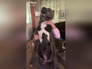 Extreme Bestiality: Zoophilia Video with a Dog