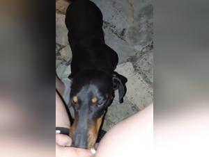 Amateur Dog 31: A Peek into the Extreme World of Bestiality