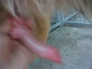 the discovery of bestiality videos