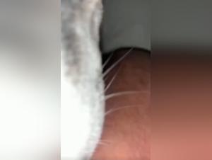 Forbidden Meeting: Woman and Dog