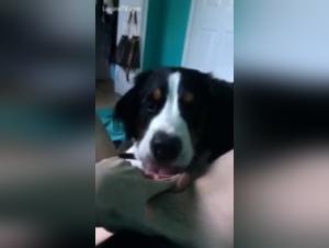 Bestiality sex video with a naughty dog