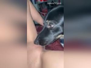 Forbidden meeting: woman and dog