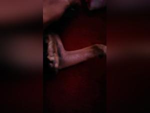 Bestiality: An Extreme Experience with a Dog