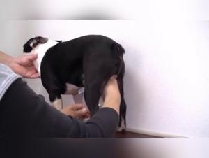 Dog sperm harvesting by a scantily clad woman