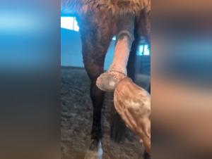 Exploring the Forbidden Realm of Beasts